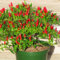 N.E.W Hot Heirloom 50/Lot Thai Sun Hot Pfeffer Capsicum Pfeffer Ornament Chili Samen Bonsai Pflanze Mini Hot Pepper Samen