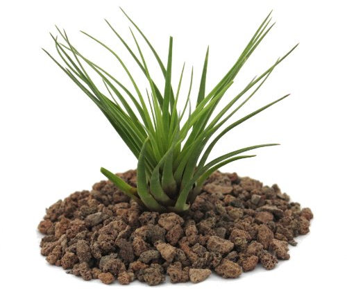 Exotenherz - Tillandsia melanocrater tricolor - grün - lose Pflanze - klein