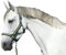 Covalliero Nylonhalfter Hippo, Halfter Nylon Shetty, Anthrazit/Lemon