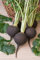 Radis noir espagnol graines bio Heirloom 150+ Belle savoureux Croustillant NON-OGM