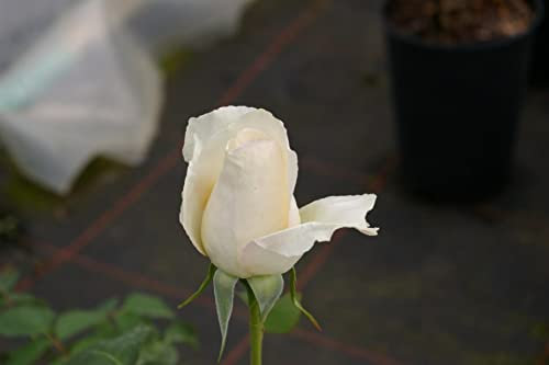 Baumschule Pflanzenvielfalt Edelrose White Symphony - Rosa White Symphony® - Teehybride - Moderne Rose - weiß - Duft -