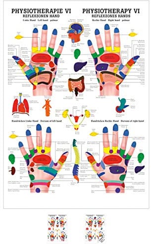Sport-Tec Reflexzonen Hand Mini-Poster Anatomie 34x24 cm medizinische Lehrmittel