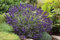 Lavendel 'Hidcote Blue' Lavandula angustifolia - 3 winterharte Pflanzen im Topf mit leuchtend blauen Blüten als Hecke oder Busch - von Garten Schlüter - Pflanzen in Top Qualität