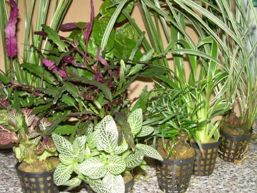 Mühlan - 8 Töpfe Regenwaldmix für Regenwald Terrarium, Paludarium, Sumpfterrarium
