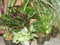Mühlan - 8 Töpfe Regenwaldmix für Regenwald Terrarium, Paludarium, Sumpfterrarium