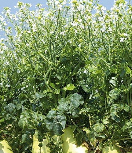 Ölrettich Gründünger 1kg