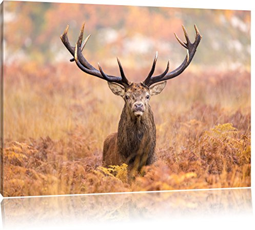 Pixxprint Großer Hirsch im Feld, Größe: 100x70cm, Leinwandbild, fertig gespannt, Wandbild, Dekoration, Kunstdruck, kein Poster