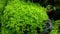 AquaPlants Wasserpfeffer/Micranthemum 'Monte Carlo'