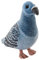 Carl Dick Taube, Vogel, Stadttaube blau, Plüschtier, Kuscheltier ca. 24cm 3299