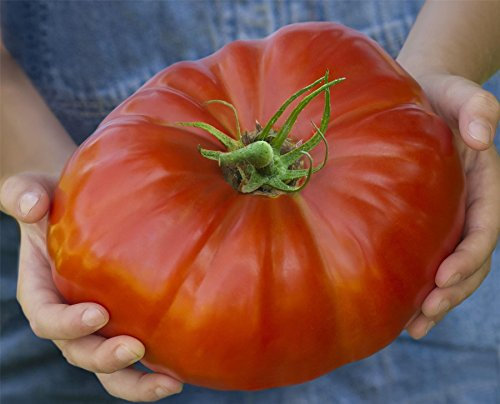 Justseed Legumes Tomate Gigantomo 10 graines