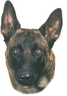 Nobby 93269 Aufkleber Malinois