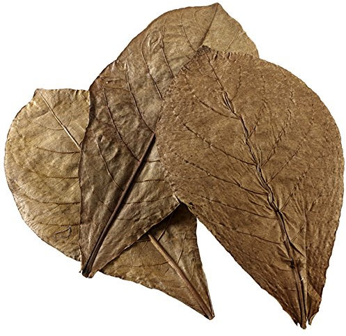 HOBBY Aquaristik Catappa Leaves XL I 12 Stück I große Seemandelbaumblätter für Aquarien I fördert Vitalität und Wohlbefinden von Fischen und Garnelen I natürlicher Wasserzusatz für Süßwasseraquarien