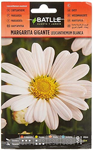 Batlle – Semi di Fiori – Margherita Gigante Leucantemum Bianca