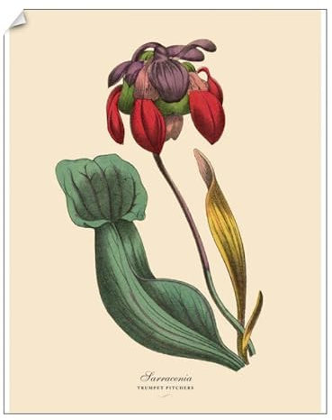 Media Storehouse Sarracenia Trumpet Pitcher Plant Print, 1886 Engraving - Print 10x8 (25x20cm) (11772516)