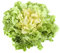 Just Seed Endive - Fine Maraichere - 1200 Seeds