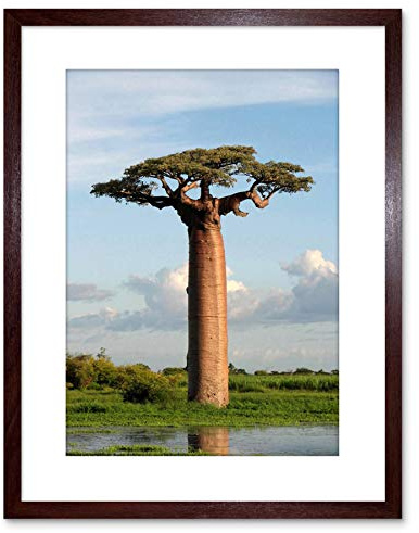 Wee Blue Coo PHOTO ADANSONIA BAOBAB TREE FRAMED ART PRINT POSTER F97X11764