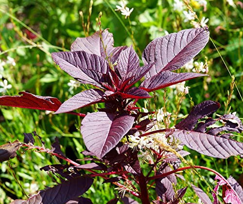 Garten-Fuchsschwanz Velvet Curtains - Amaranthus cruentus - Amarant - 100 Samen