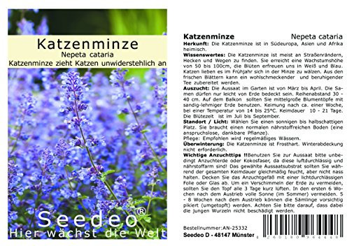 Seedeo Katzenminze (Nepeta cataria) 100 Samen