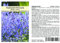 Seedeo Katzenminze (Nepeta cataria) 100 Samen