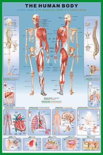 empireposter Educational - Der Menschliche Körper - Human Body - Muskel Sehnen Knochen - Poster Version in Englisch - Grösse 61x91,5 cm