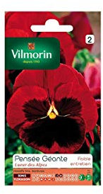 Pensée Géante Lueur des Alpes