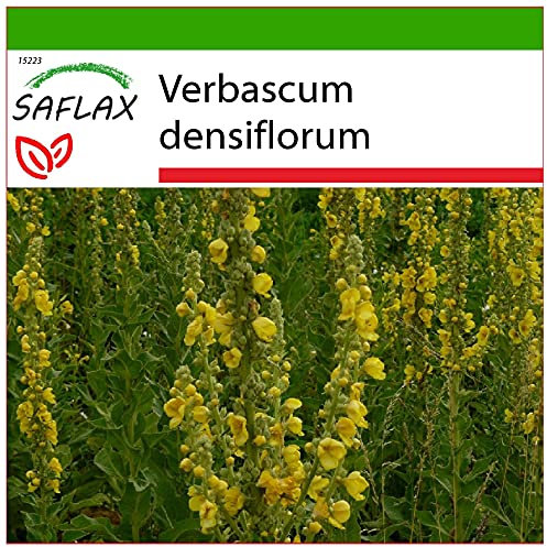 SAFLAX - Heilpflanzen - Großblumige Königskerze - 500 Samen - Mit keimfreiem Anzuchtsubstrat - Verbascum densiflorum