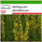 SAFLAX - Heilpflanzen - Großblumige Königskerze - 500 Samen - Mit keimfreiem Anzuchtsubstrat - Verbascum densiflorum