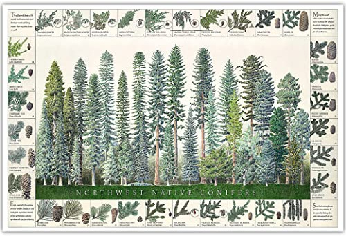 Jason Meisenheimer Northwest Native Conifers Poster and Identification Chart