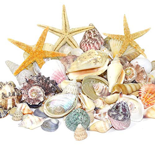 MGS SHOP DEKOMUSCHELN - Mix und 3 Seesterne schöne echte Deko - Muscheln im Karton zum Dekorieren
