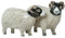 Quail Ceramics Swaledale Schafen Salz & Pfefferstreuer