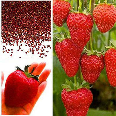 (Giant Strawberry * Ambizu *) 100 semi Super Gigante della frutta della fragola seme di mela Sized vero al 100% (100 semi)