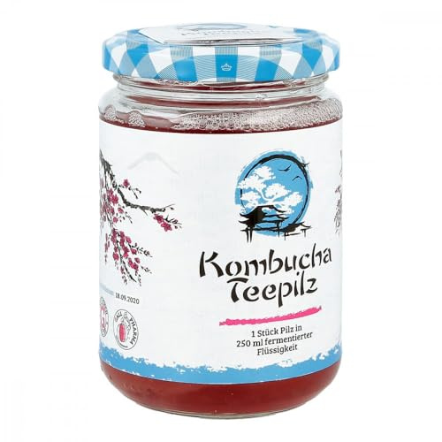 kombucha teepilz 1 St