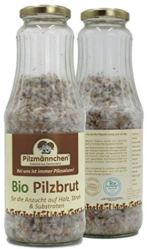 Bio Enoki Körnerbrut - Pilze selber züchten