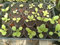 Tabaco de Virginia - Nicotiana tabacum - 250 Sami