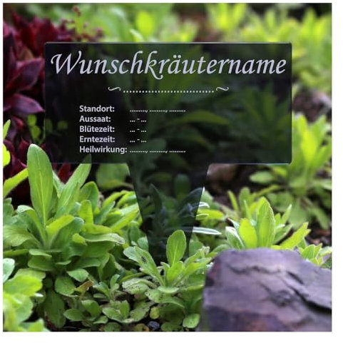 Bütic GmbH Plexiglas® Kräuter Pflanztafel Eckig grau transp. Gartenstecker Kräuterschilder, informativ, wetterfest und elegant, Kräutertafel - Auswahl:Bärlauch