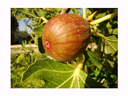Rare, self Fertile Fig Tree FICUS CARICA 'Signora' Large Pink-Violet Fruits, Cold Tolerant, 15-20cm Tall Starter Plant in a 9cm Pot