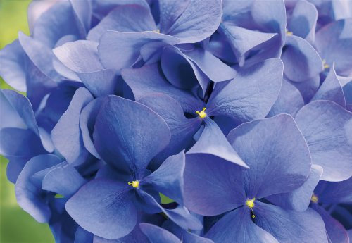 Komar Photo Wallpaper Hortensia (8 Pieces)