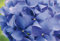 Komar Photo Wallpaper Hortensia (8 Pieces)