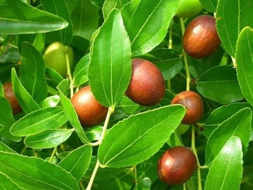 Chinesisch Datum, Ziziphus Jujube, Baum 5 Samen