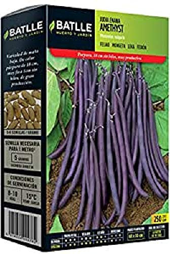 Semillas Batlle Judia Enana Violeta AMETHYST