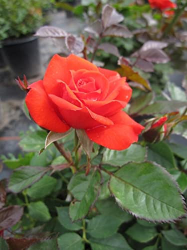Baumschule Pflanzenvielfalt Rosa Top Hit® - Patiorose (Zwergrose) Top Hit® Leuchtend lachsrot Duft++ 25 cm