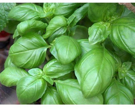 Lot de 30 Graines BIO basilic grand vert genovese Aromatique Potager