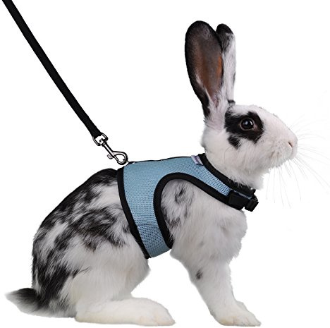 Niteangel Verstellbares, weiches Geschirr mit elastischer Leine für Kaninchen (L, blau)