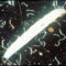 SF Nematoden - Nützlinge gegen Trauermücken 12 Mio. für ca. 24 m²