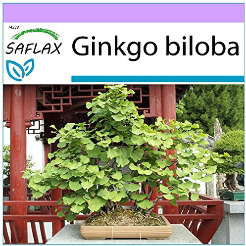 SAFLAX - Albero dei ventagli - 4 semi - Ginkgo biloba