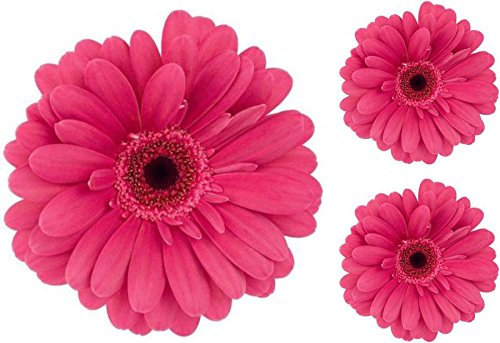Akachafactory Set 3X Autocollant Sticker Voiture Moto Fleur Rose Deco Enfant