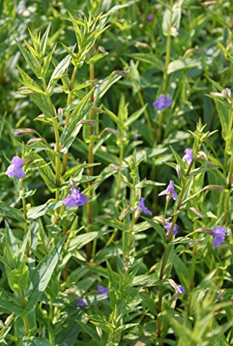 WASSERPFLANZEN WOLFF ° 2er-Set - Mimulus ringens - Gauklerblume, violett - winterhart!