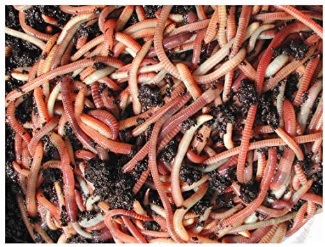 50g Tiger Composting Worms by Wormcity Includes Caring for Your Wormcity Worms Leaflet