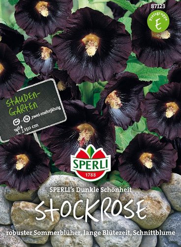 Schwarze Stockrose (Stockmalve) SPERLING's Dunkle Schönheit