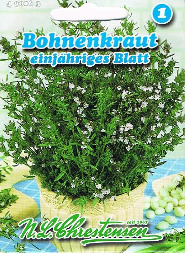 Bohnenkraut 'einjähriges Blatt' Lichtkeimer,